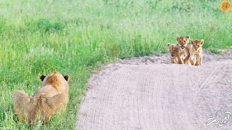 (ویدئو) لحظه دیدار مجدد توله شیرهای گم شده با مادرشان